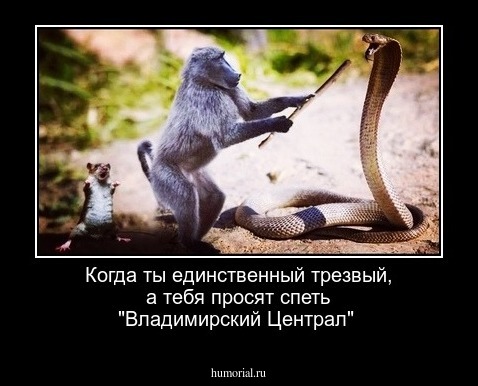 Когда ты единственный трезвый, а тебя просят спеть "Владимирский Централ"