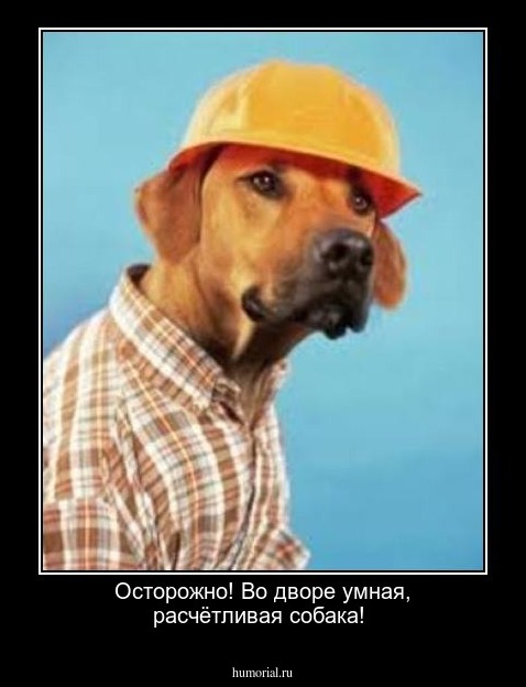 Осторожно! Во дворе умная, расчётливая собака!