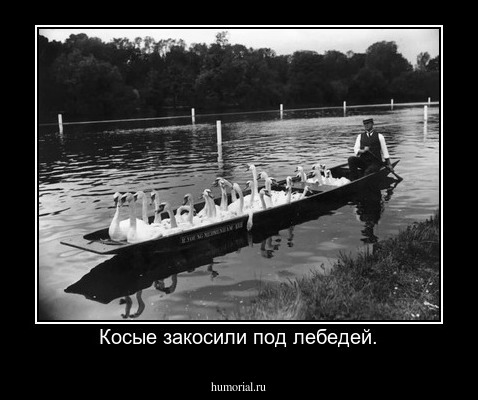 Косые закосили под лебедей.