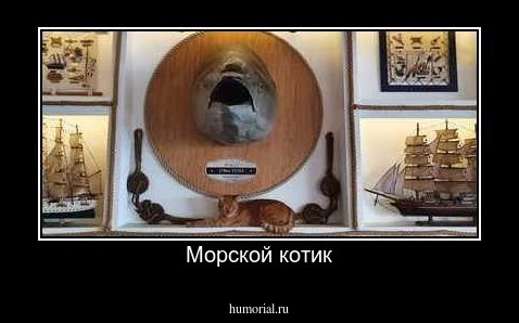 Морской котик
