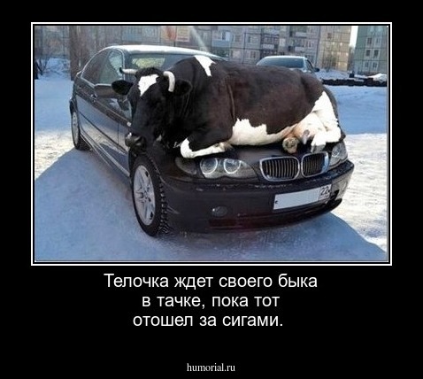 Телочка ждет своего быка в тачке, пока тот отошел за сигами.