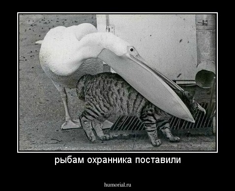 рыбам охранника поставили