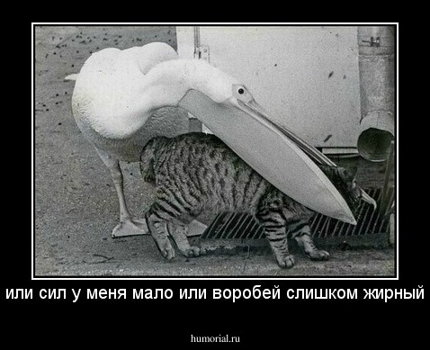 или сил у меня мало или воробей слишком жирный