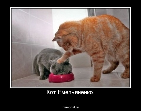 Кот Емельяненко 