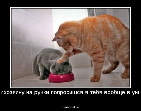 ещё раз к хозяину на ручки попросишся,я тебя вообще в унитаз смою