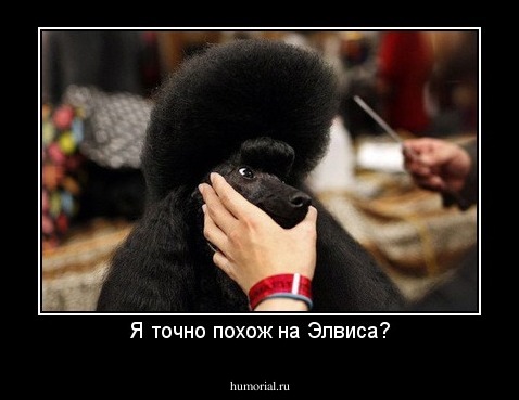 Я точно похож на Элвиса?