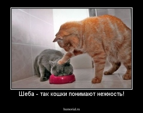 Шеба - так кошки понимают нежность!