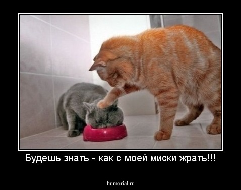 Будешь знать - как с моей миски жрать!!!