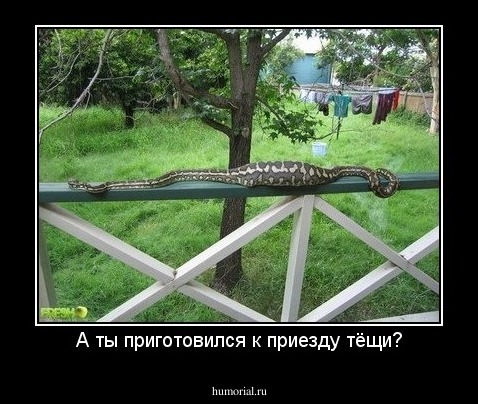 А ты приготовился к приезду тёщи?