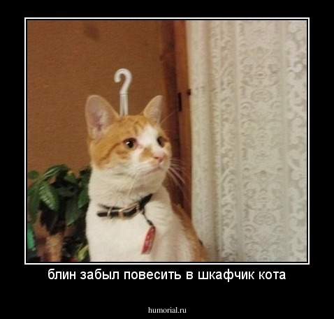 блин забыл повесить в шкафчик кота