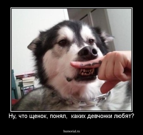 Ну, что щенок, понял,  каких девчонки любят?