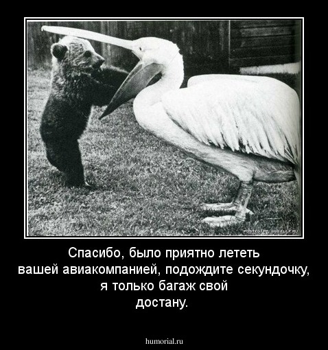 Спасибо, было приятно лететь вашей авиакомпанией, подождите секундочку, я только багаж свой достану.