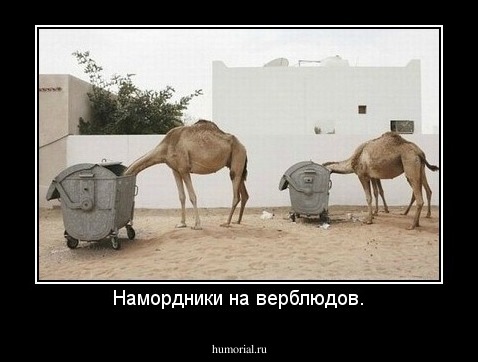 Намордники на верблюдов.