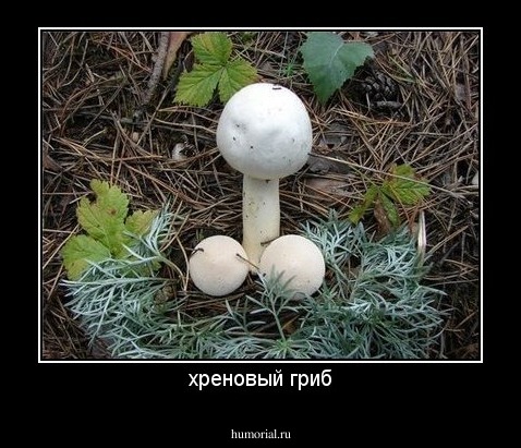 хреновый гриб
