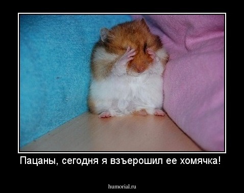 Пацаны, сегодня я взъерошил ее хомячка! 