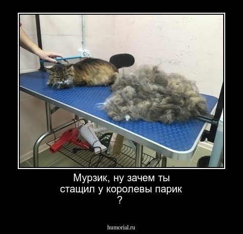 Мурзик, ну зачем ты стащил у королевы парик ?