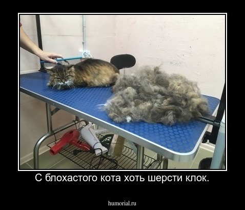 С блохастого кота хоть шерсти клок.