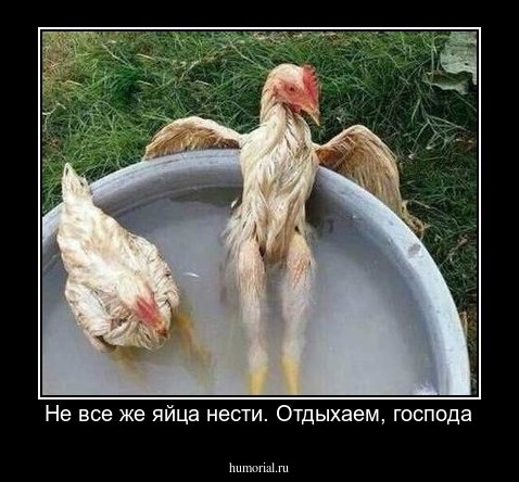 Не все же яйца нести. Отдыхаем, господа