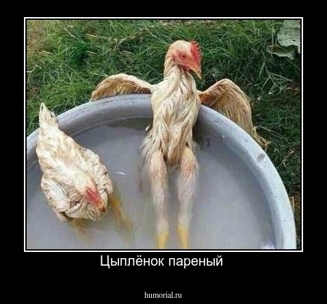 Цыплёнок пареный 