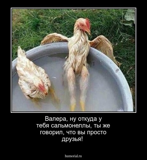 Валера, ну откуда у тебя сальмонеллы, ты же говорил, что вы просто друзья!