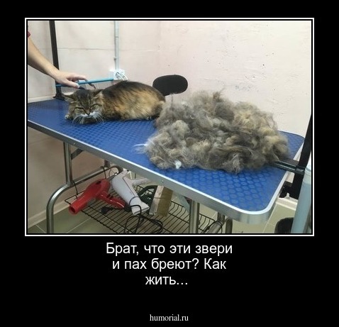 Брат, что эти звери и пах бреют? Как жить...