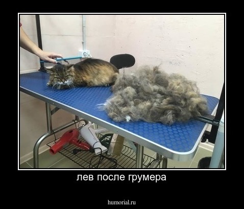 лев после грумера