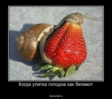 Когда улитка голодна как бегемот