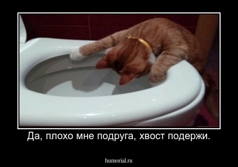 Да, плохо мне подруга, хвост подержи.