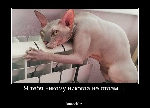 Я тебя никому никогда не отдам... 
