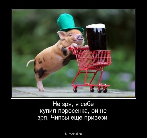 Не зря, я себе купил поросенка, ой не зря. Чипсы еще привези