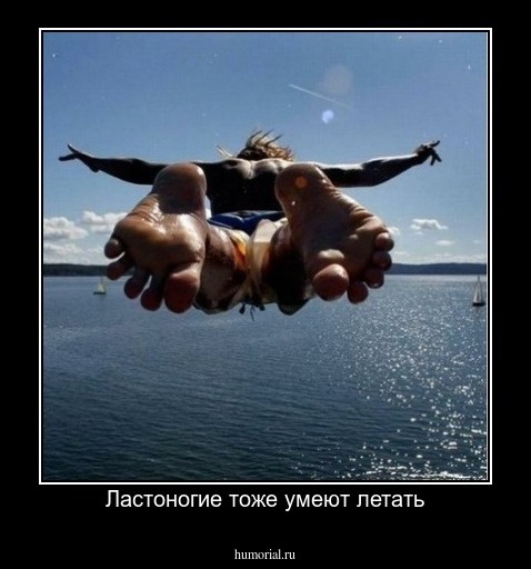 Ластоногие тоже умеют летать