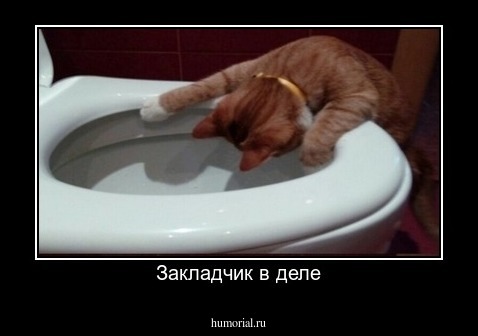 Закладчик в деле