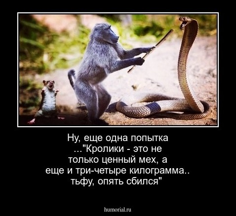 Ну, еще одна попытка ..."Кролики - это не только ценный мех, а еще и три-четыре килограмма.. тьфу, опять сбился"