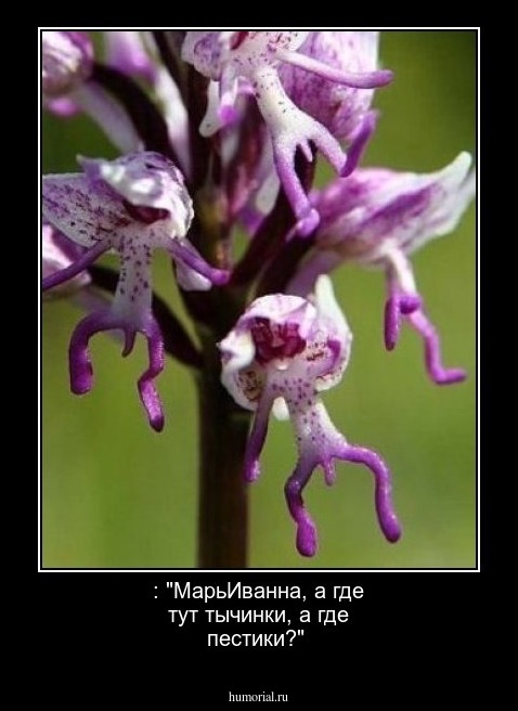  : "МарьИванна, а где тут тычинки, а где пестики?"