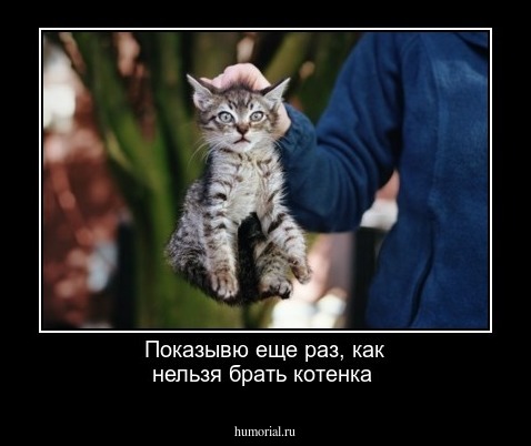 Показывю еще раз, как нельзя брать котенка