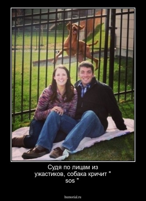 Судя по лицам из ужастиков, собака кричит " sos "
