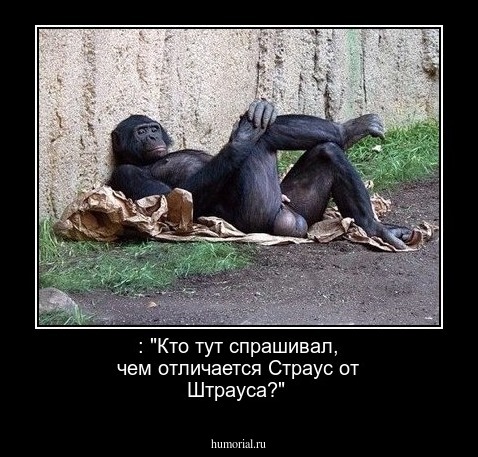 : "Кто тут спрашивал, чем отличается Страус от Штрауса?"