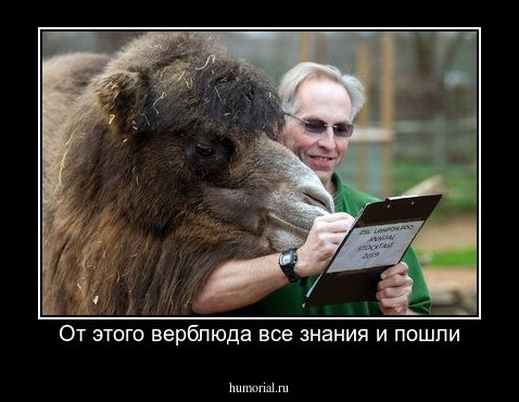 От этого верблюда все знания и пошли