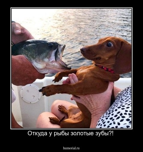 Откуда у рыбы золотые зубы?! 