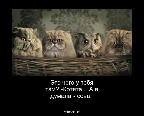 Это чего у тебя там? -Котята... А я думала - сова.