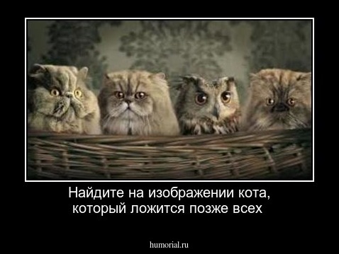 Найдите на изображении кота, который ложится позже всех