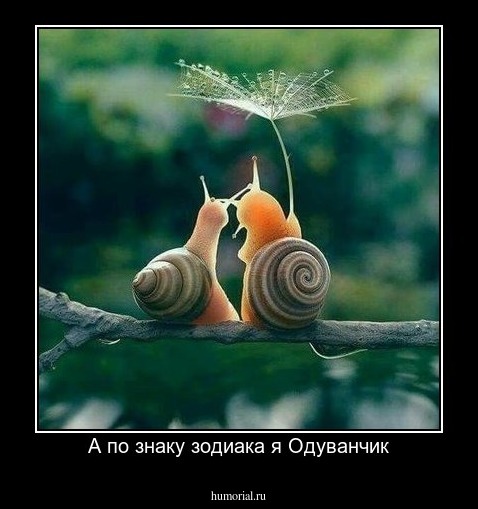 А по знаку зодиака я Одуванчик
