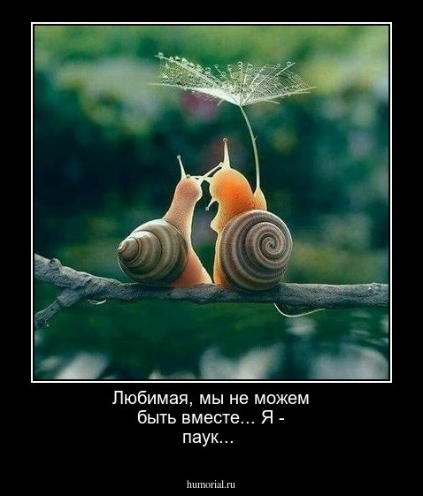 Любимая, мы не можем быть вместе... Я - паук...