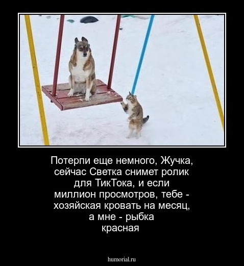 Потерпи еще немного, Жучка, сейчас Светка снимет ролик для ТикТока, и  если миллион просмотров,  тебе - хозяйская кровать на месяц, а мне - рыбка красная