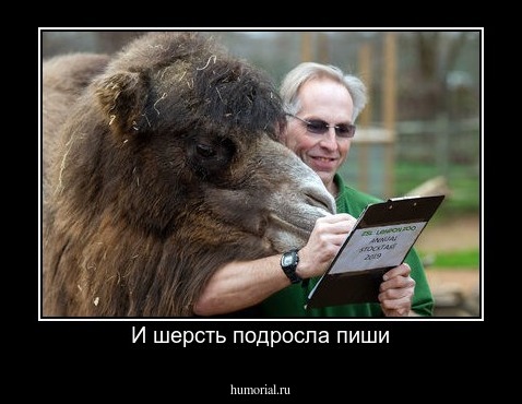 И шерсть подросла пиши