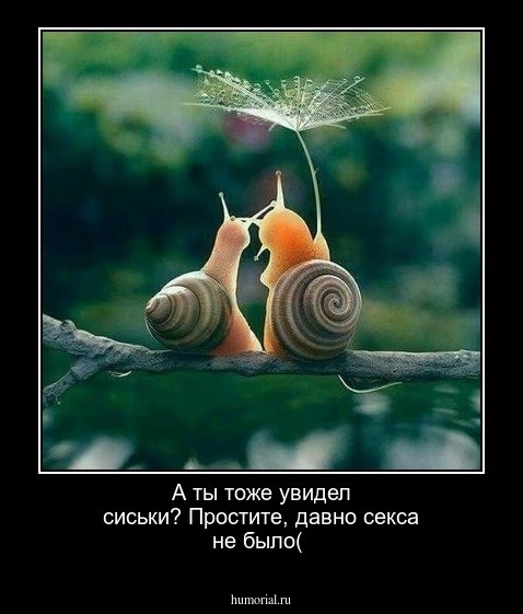 А ты тоже увидел сиськи? Простите, давно секса не было(
