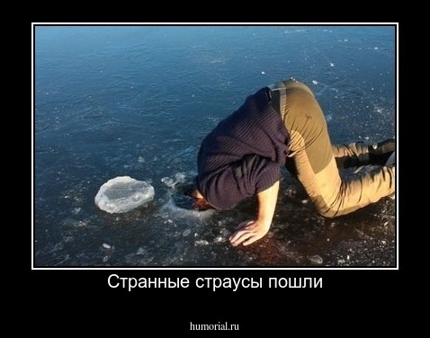 Странные страусы пошли