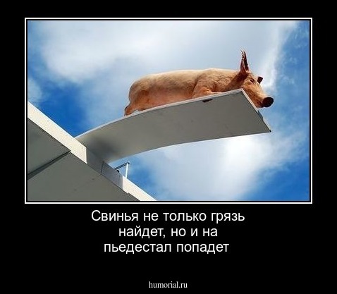 Свинья не только грязь найдет, но и на пьедестал попадет