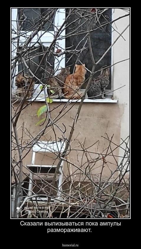 Сказали вылизываться пока ампулы размораживают. 