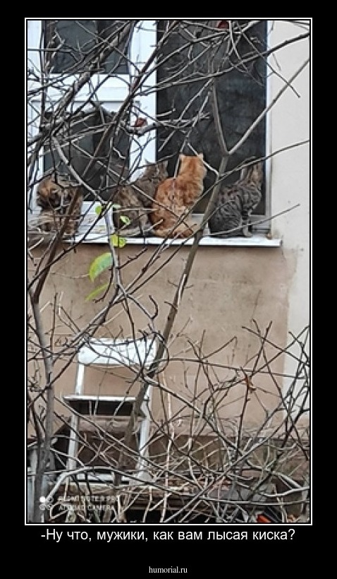 -Ну что, мужики, как вам лысая киска?